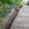 Plants: image 22 Of 208 Thumb